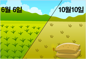 벼는 6땡 농사 보리는 장땡 농사다 이미지