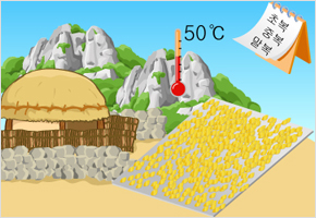 삼복날 보리씨 말리면 깜부기 없어진다 이미지