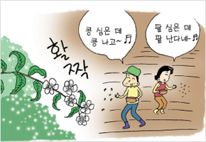 조팝나무 꽃필 때 콩 심어야 한다 이미지