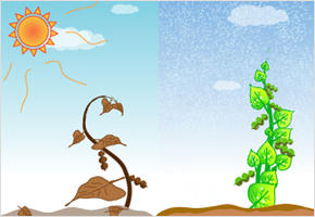 뙤약볕에 마른 콩잎 이슬비에 힘이 난다. 이미지