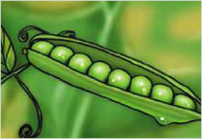 꼬투리에 물이 줄줄 흘러야 콩 풍년든다. 이미지