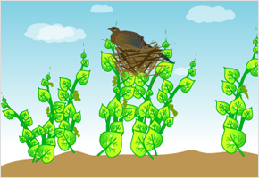 꿩새끼 쳐간 콩밭 거둘것이 없다. 이미지