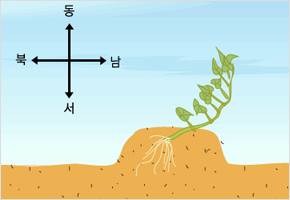 고구마는 뿌리쪽이 북쪽으로 향하게 심어라 이미지