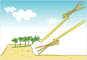 도리깨 소리 들리면 고구마 싹이 튼다. 이미지