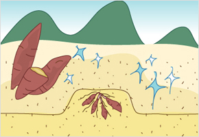 새땅 고구마가 맛이 좋다. 이미지