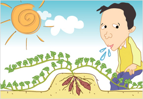 하지안에 심은 고구마는 침만 발라도 산다. 이미지