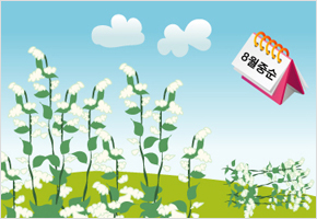 메물은 말복에 되엎어 놓을 정도 자라면 된다. 이미지