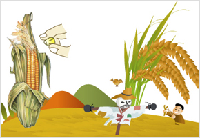 강냉이 알이 잘 배기면 나락 여물이 좋다 이미지