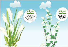 천년 피씨 만년 메밀씨 이미지