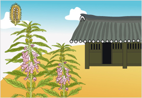 참깨는 고팡(곳간)에 들어와야 내 것이다. 이미지