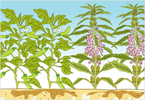 고추밭에 참깨 심어라 이미지