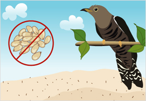 뻐꾸기 우는 소리 들으면 참깨 심지 마라 이미지