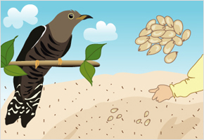 뻐국새(뻐꾸기) 울면 참깨 심어야 한다. 이미지