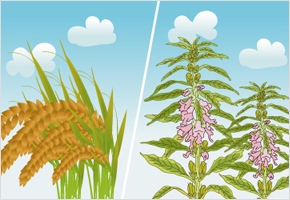 올 참깨는 죽어도 보리뒤끝 참깨는 산다. 이미지