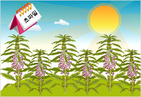 초파일에 날이 맑으면 참깨농사 잘 된다. 이미지