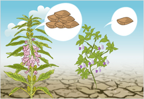 꽃 필때 가물면 참깨는 풍년이고 콩은 흉년이다. 이미지