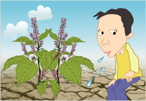 들깨모는 석달 열흘 왕 가뭄에고 침 세번만 뱃고 심어도 산다 이미지