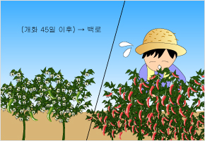 백로까지 핀 고추꽃은 효도한다. 이미지