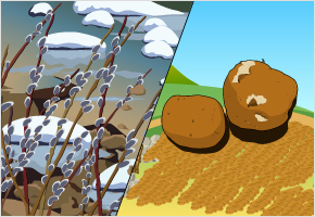 강세 버들 꽃필 때 감자 심는다. 이미지