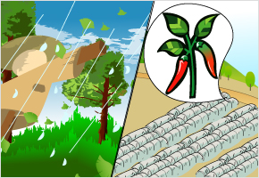 여름에 서풍 불면 고추밭 고랑(이랑)쳐라. 이미지
