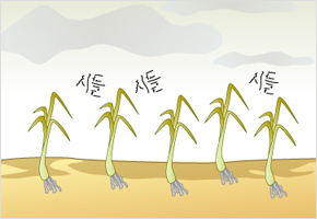 안개 끼면 파 농사 망친다. 이미지