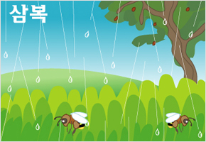 삼복에 비오면 대추 흉년 이미지