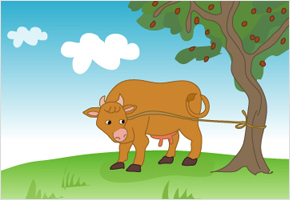 대추나무에 소 맨다. 이미지