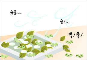 누에는 바람으로 키운다. 이미지
