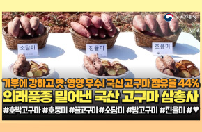 호박? 꿀? 밤?🍠고구마 살 때 3개만 기억!