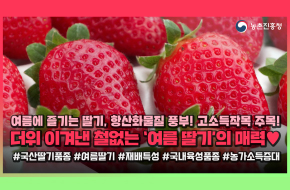 365일 연중무휴🍓딸기의 축복이 끝이 없네