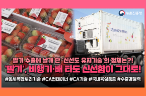 수출된 한국 딸기의 충격적인 상태!“이게 바로 K-딸기🍓?!”