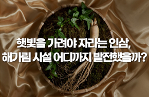 햇빛을 가려야 자라는 인삼, 해가림 시설 어디까지 발전했을까?