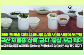 차 시장에 도전장🥊국산 차나무 출격!