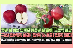 후지 긴장해!🍎국산 사과 '만홍' 반격 시작