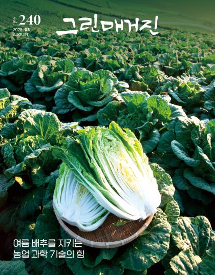 여름 배추를 지키는 농업 과학 기술의 힘