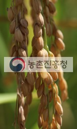 도담쌀