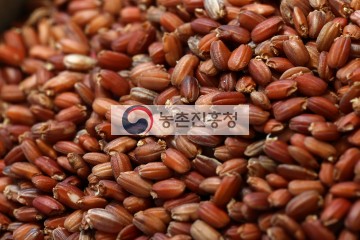 도담쌀 현