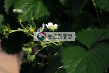 킹스베리 꽃