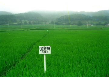벼 물온도 높이기시범(다찌가렌사용)