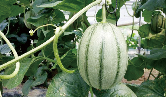캔탈로프멜론