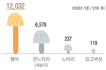 (자료: 2018년 기준) 2018년 기준 팽이버섯은 12,032톤, 큰느타리(새송이)버섯은 6,578톤, 느타리버섯은 237톤, 표고버섯은 119톤