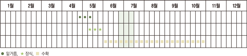 밑거름은 4월 하반기부터 5월 중반기까지 하며 장식은 5월 초중반기부터 5월 하반기까지 한다. 수확은 6월부터 10월까지 가능하다.