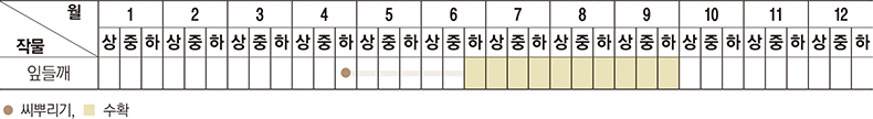 씨뿌리기는 4월 중반기부터 6월 중반기까지 한다. 수확은 6월 하반기부터 9월까지 가능하다.