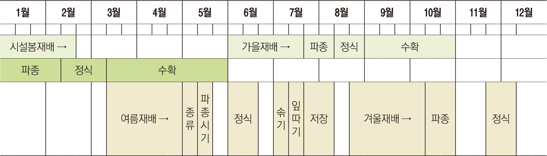 1월부터 2월 중반기까지는 시설봄재배, 6월부터 7월 중반기까지는 가을재배, 7월 하반기부터 8월 상반기까지는 파종, 8월 중반기부터 하반기까지는 정식, 9월과 10월에는 수확한다. 1월부터 2월 상반기까지는 파종, 2월 중반기부터 3월 상반기까지는 정식, 3월 중반기부터 5월까지는 수확한다. 3월 중반기부터 4월까지는 여름재배, 5월 상반기에는 종류, 5월 중반기에는 파종시기, 6월 상반기부터 중반기까지는 정식, 7월 상반기에는 솎기, 중반기에는 잎따기, 하반기부터 8월 상반기까지는 저장, 8월 하반기부터 10월 상반기까지는 겨울재배, 10월 중반기부터 하반기까지는 파종, 11월 하반기부터 12월 상반기까지는 정식이다.