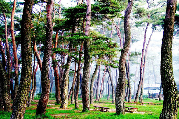 하동송림공원