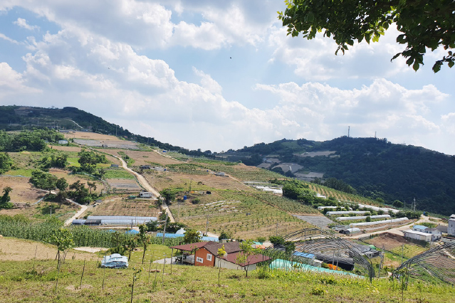 화산비탈밭
