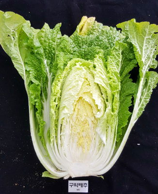 구억배추