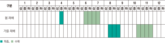 봄 재배는 4월에 파종하여 6~7월에 수확하고, 가을 재배는 8월 하순부터 9월 상순에는 파종한 뒤 10월에서 11월경에 수확한다.
