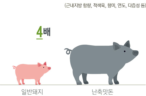 근내지방 함량, 적색육, 향미, 연도, 다즙성 등 / 일반돼지 4배