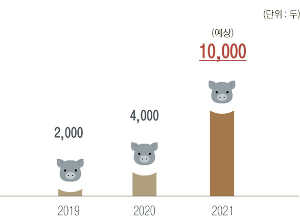 2019년 : 2,000 두 / 2020년 : 4,000 두 / 2021년 : 10,000 두 (예상)